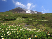 「旭岳のお花畑」
堀内 勇 様(和歌山県)
「私が写す北海道」部門