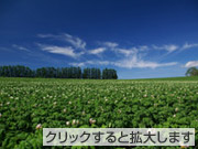 「ジャガイモの花咲く丘」林大作様(神奈川県)「私が写す北海道」部門