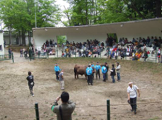 山古志（池谷）闘牛場イメージ
