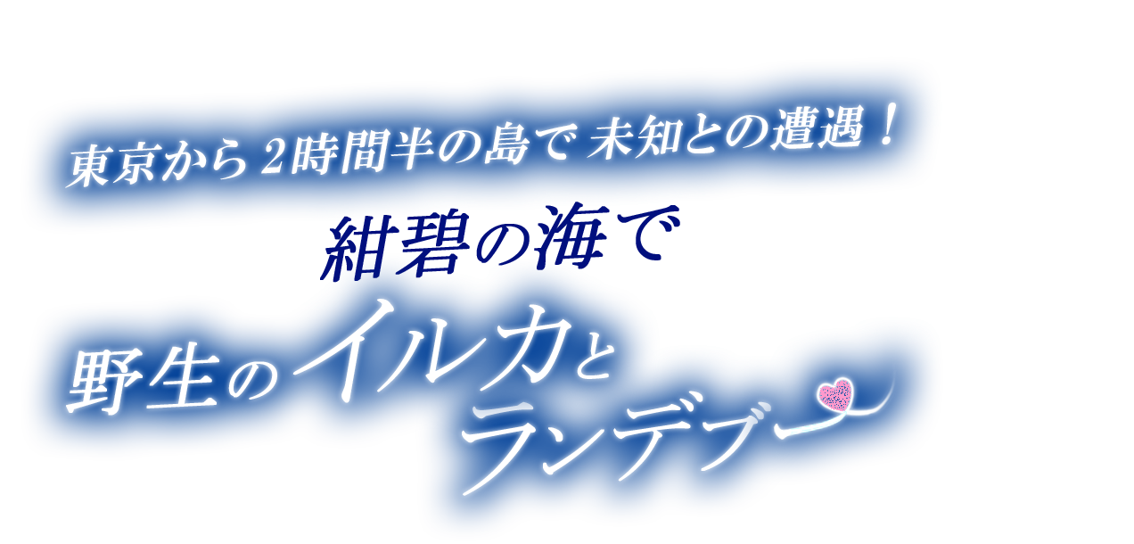 東京から2時間半の島で未知との遭遇! 紺碧の海で野生のイルカとランデブー