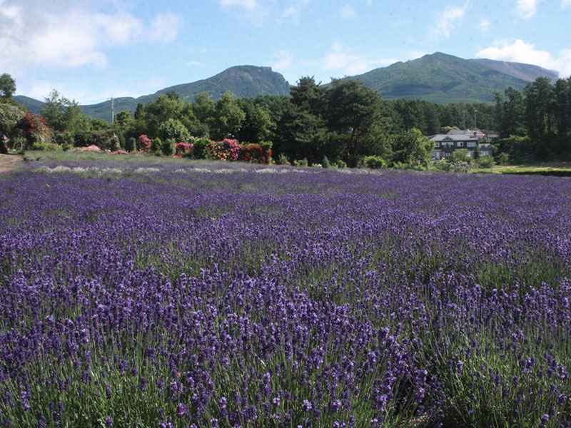 のイメージ画像