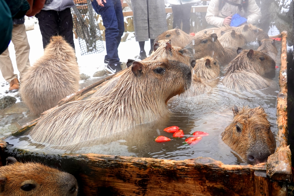 52.那須どうぶつ王国のイメージ画像（クリックで拡大）