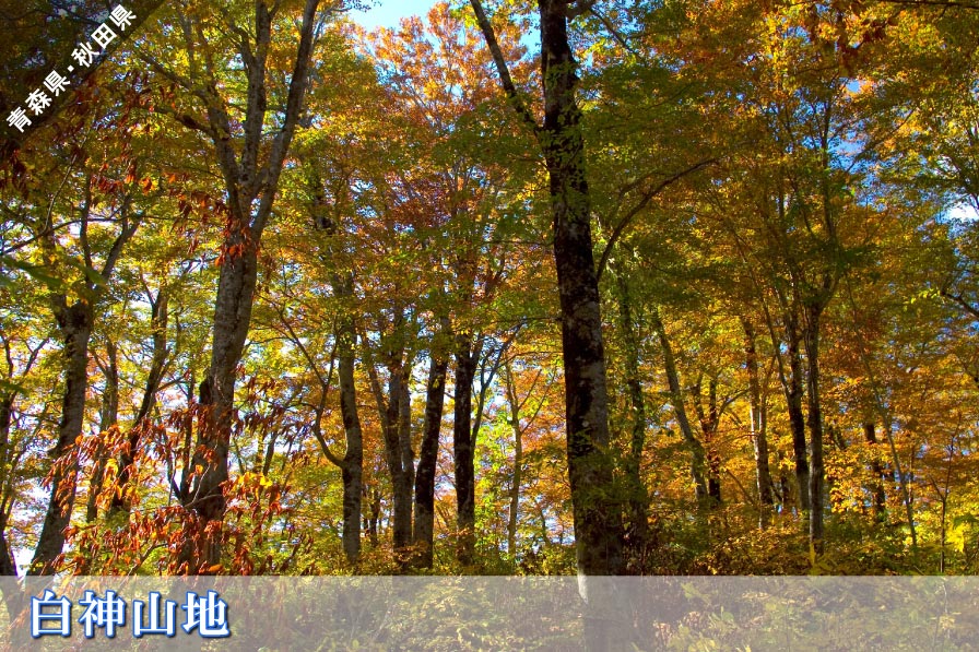 ［ドラ割］ 東北観光フリーパス 北東北周遊プラン