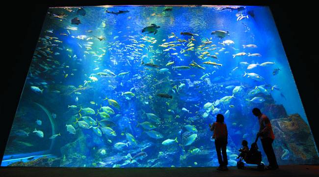 無料入館券２枚 男鹿水族館ＧＡＯ アンケートプレゼント 東北観光ふりーぱす