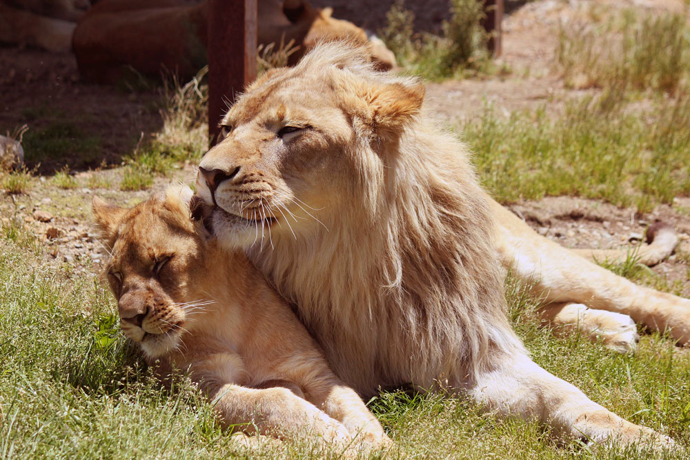 ご招待券（ペア）東北サファリパーク アンケートプレゼント 東北観光ふりーぱす