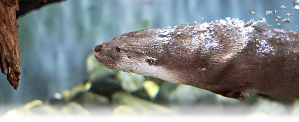 ペア入館券 アクアマリンいなわしろカワセミ水族館 アンケートプレゼント 東北観光ふりーぱす