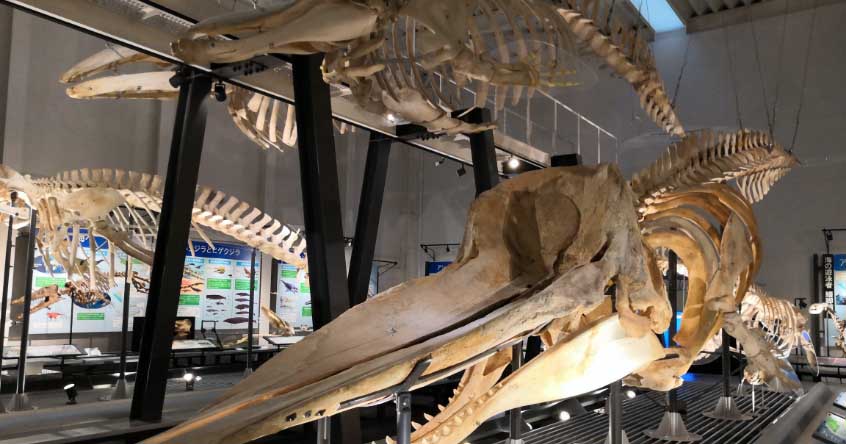 足寄動物化石博物館