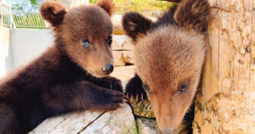 昭和新山熊牧場
