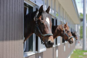 にいかっぷホロシリ乗馬クラブ