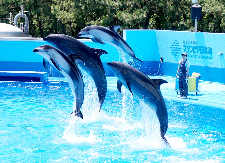 新潟市水族館マリンピア日本海
