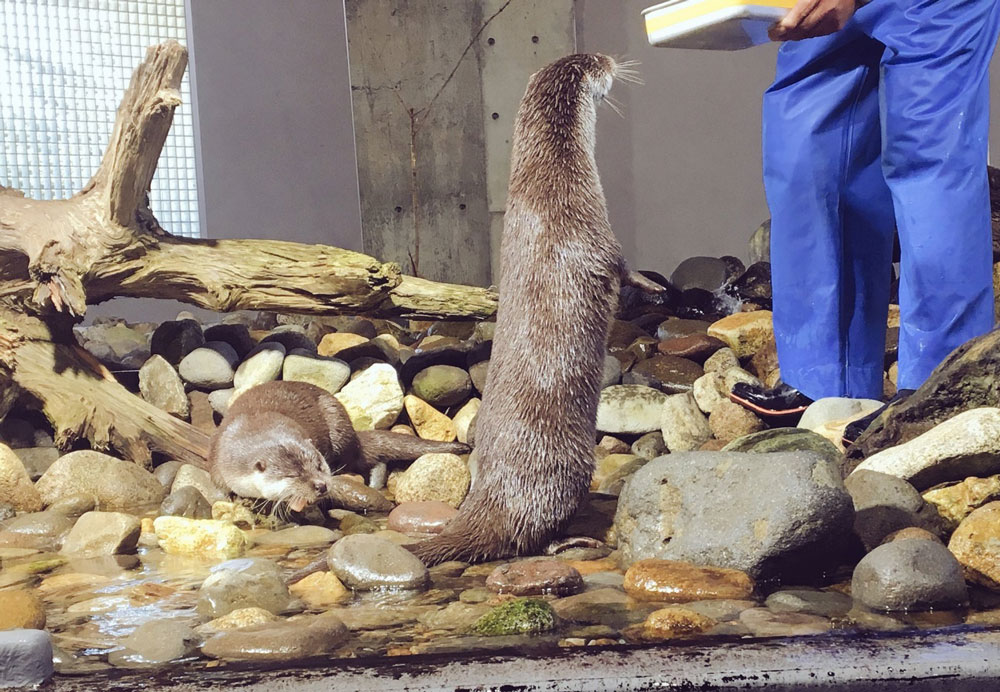 アクアマリンいなわしろカワセミ水族館