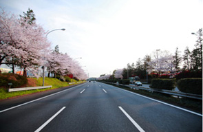 高速道路に植えられた桜の木のイメージ画像