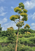 リュウゼツラン開花