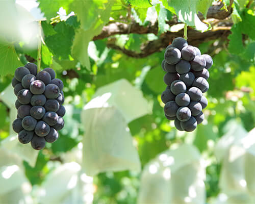 東御市産ぶどう