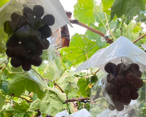 信州さかき産ぶどう