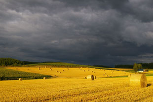 「金の牧草ロール」のイメージ画像