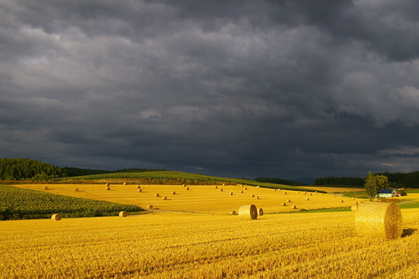 「金の牧草ロール」のイメージ画像