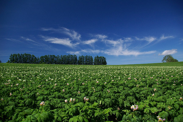 「ジャガイモの花咲く丘」のイメージ画像