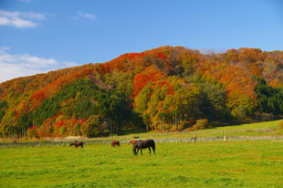 「秋の牧場」のイメージ画像