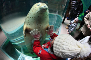 「さわりたい！」のイメージ画像