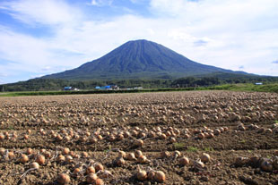 「玉ねぎ収穫」のイメージ画像