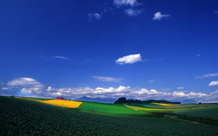 「パッチワークの丘」のイメージ画像