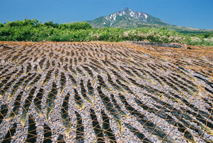「初夏の利尻島」のイメージ画像