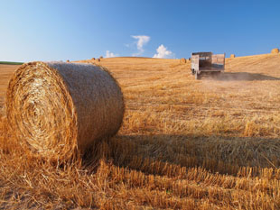「晩夏の麦畑」のイメージ画像