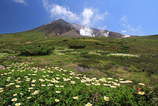 「旭岳のお花畑」のイメージ画像