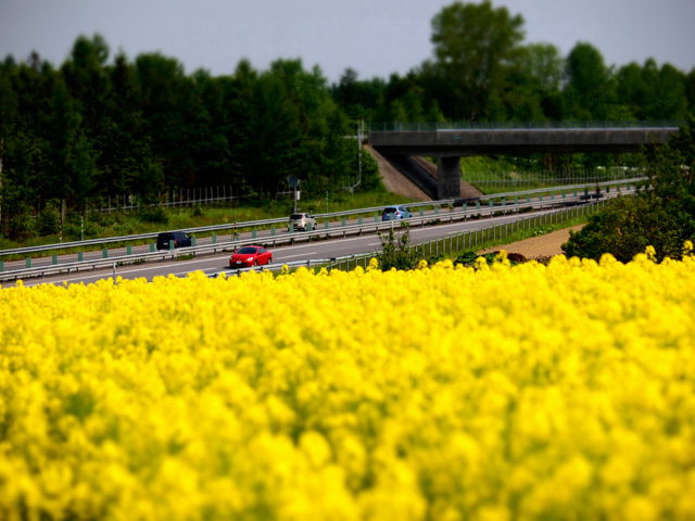 「菜の花ハイウェイ」のイメージ画像