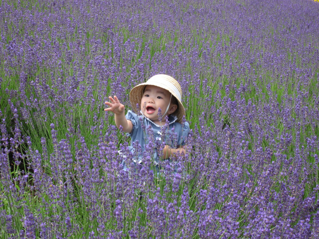 「ラベンダーに囲まれて。」のイメージ画像