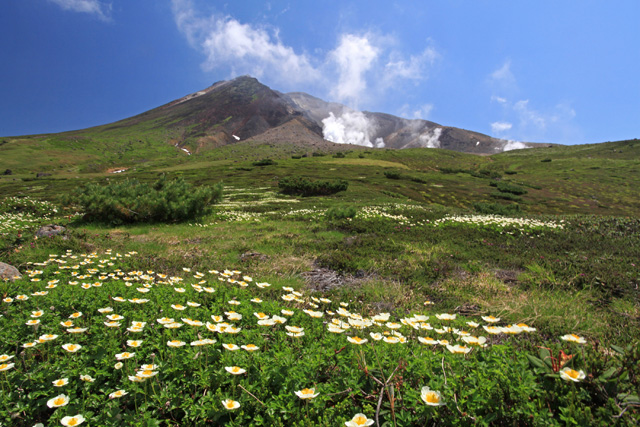 「旭岳のお花畑」のイメージ画像