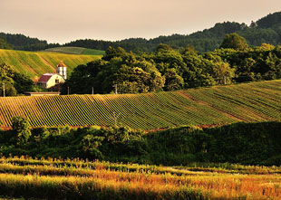 「夕暮れの丘にて」のイメージ画像