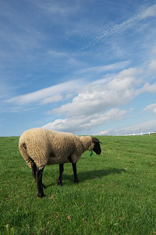 「サフォークの秋」のイメージ画像