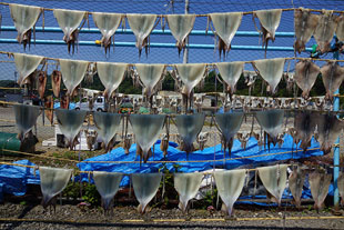 「いか干し」のイメージ画像