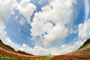 「大空につつまれて」のイメージ画像