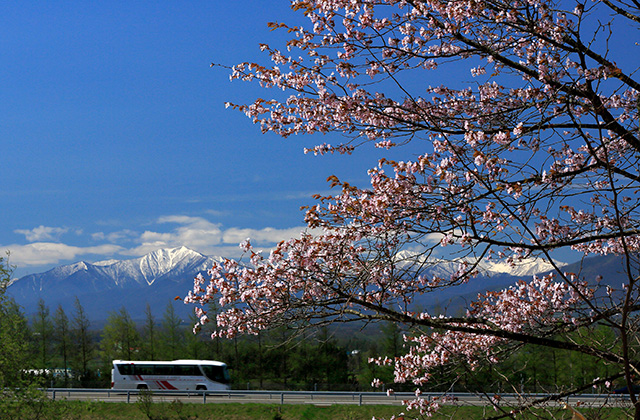 「桜咲く頃」のイメージ画像