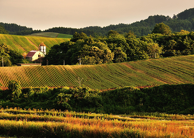 「夕暮れの丘にて」のイメージ画像