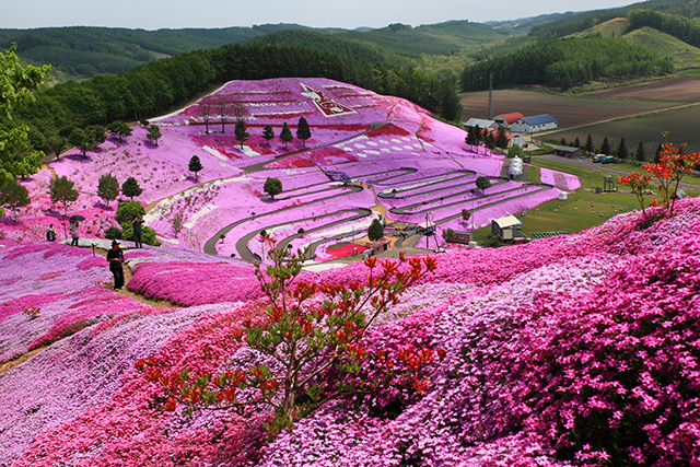 「里山の絨毯」のイメージ画像