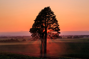 「希望の樹」のイメージ画像