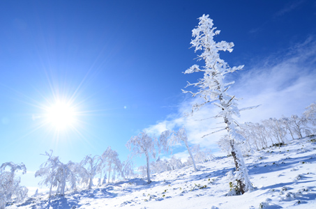 「冬の華」のイメージ画像