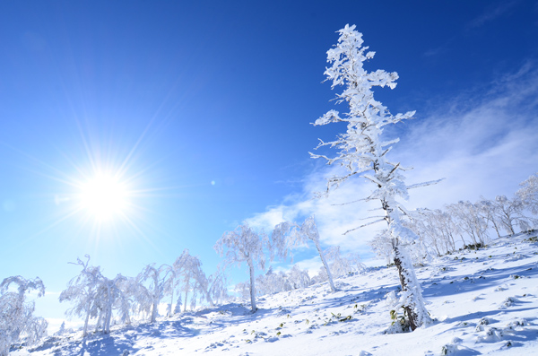 「冬の華」のイメージ画像