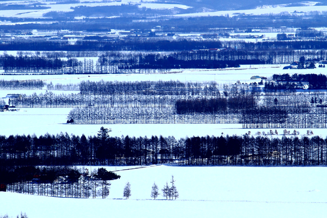 「防風林の紋様」のイメージ画像