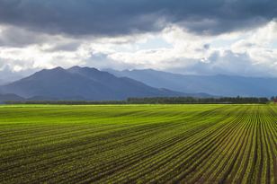 「小麦の陰影」のイメージ画像