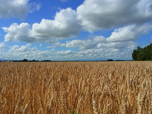 「夏の小麦畑と青空」のイメージ画像