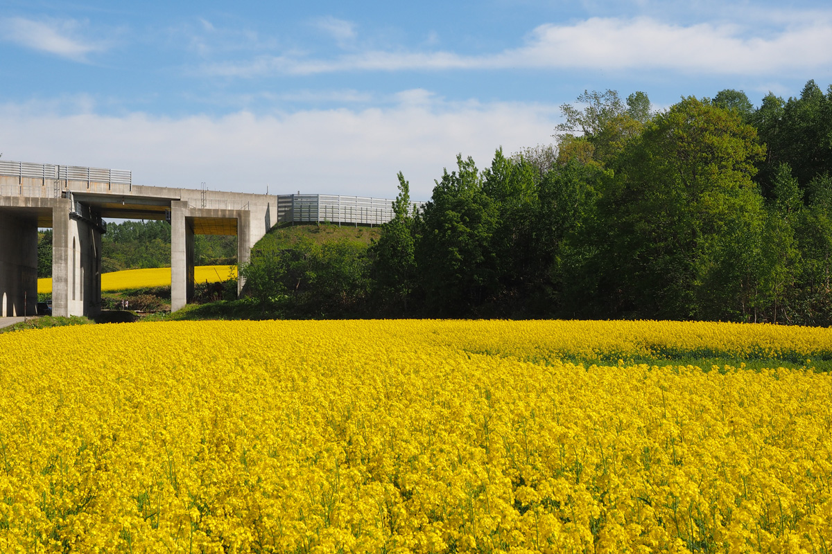 「春香るハイウエー」のイメージ画像