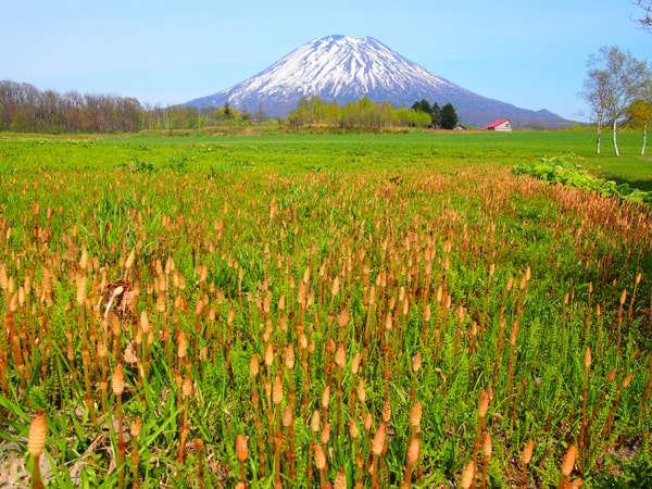 「待ちわびた春」のイメージ画像