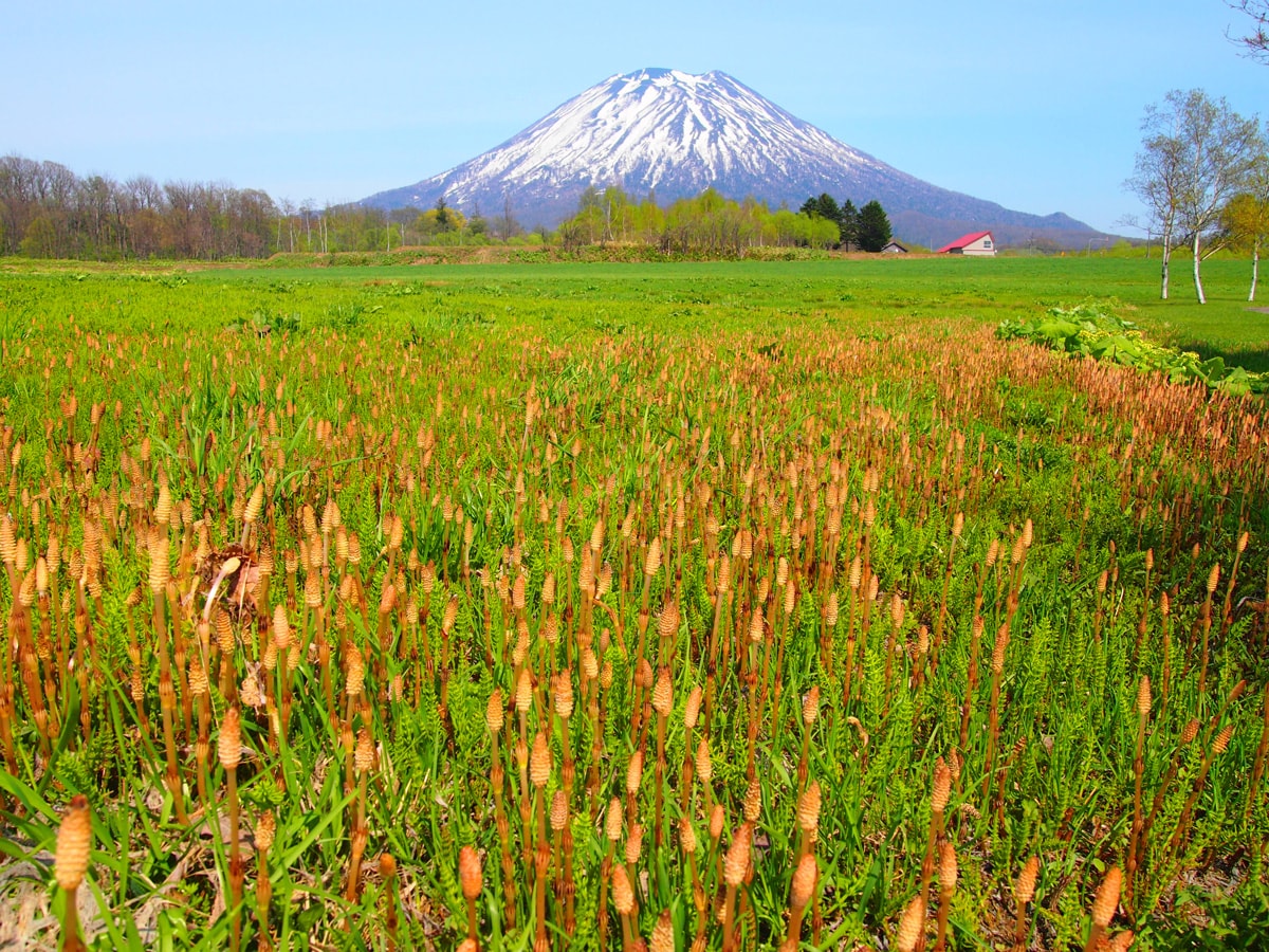 「待ちわびた春」のイメージ画像