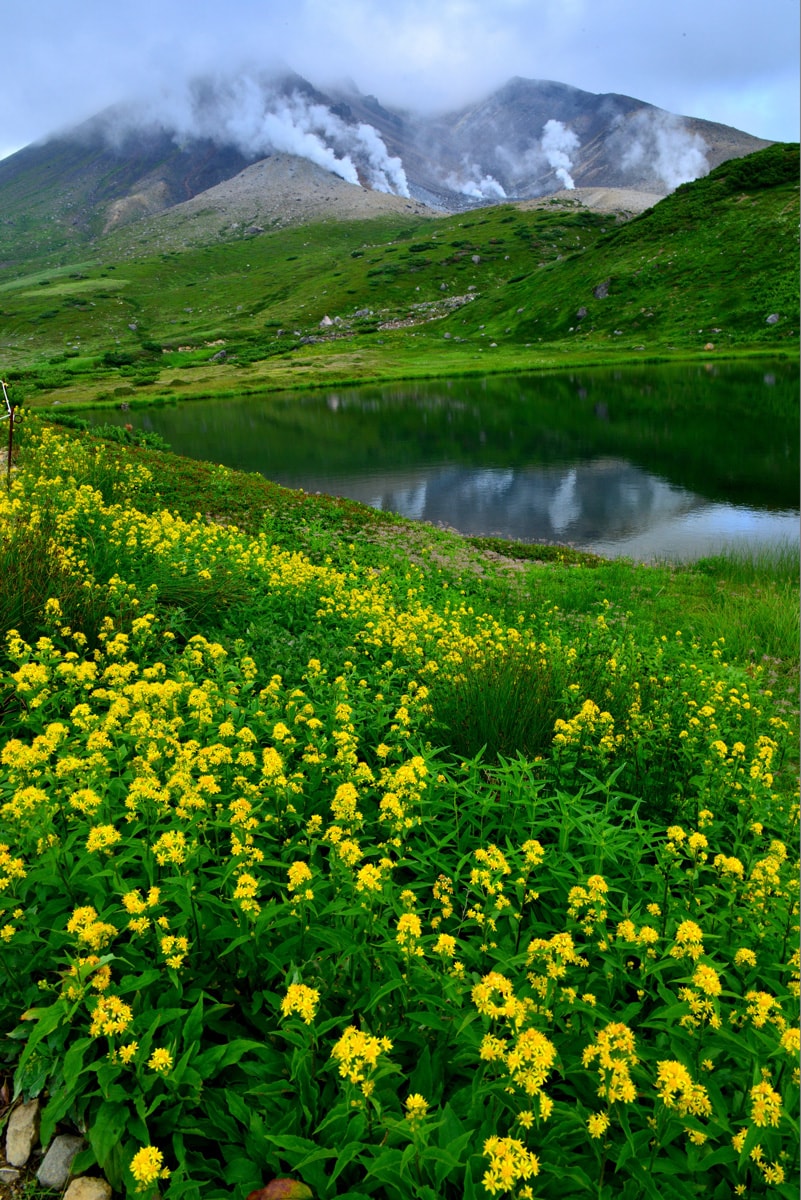 「旭岳と花」のイメージ画像