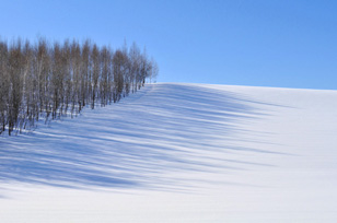 「影の森」のイメージ画像